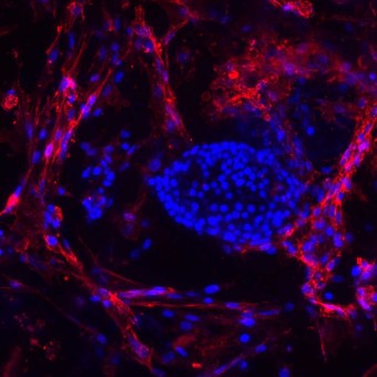 016_Silicone_Scaffolds_MSC_Islets_S1_20x