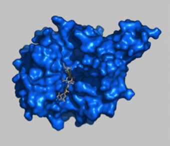 029_hyaluronidase